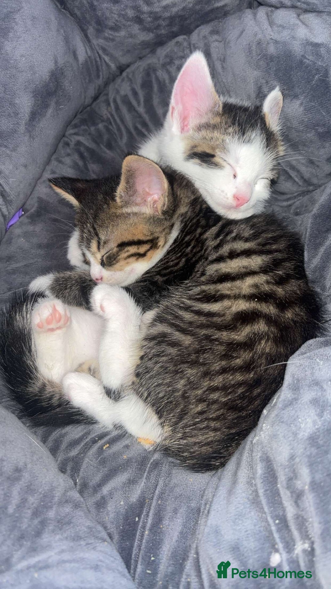 Mixed Breed cats for sale: 2 male kittens for sale - Image 1