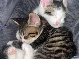 Mixed Breed cats - Advert 1