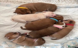 Chihuahua dogs for sale: 6 Gorgeous Chihuahua Puppies 🐶💙🩷🩷🩷🩷💙  - Image 6