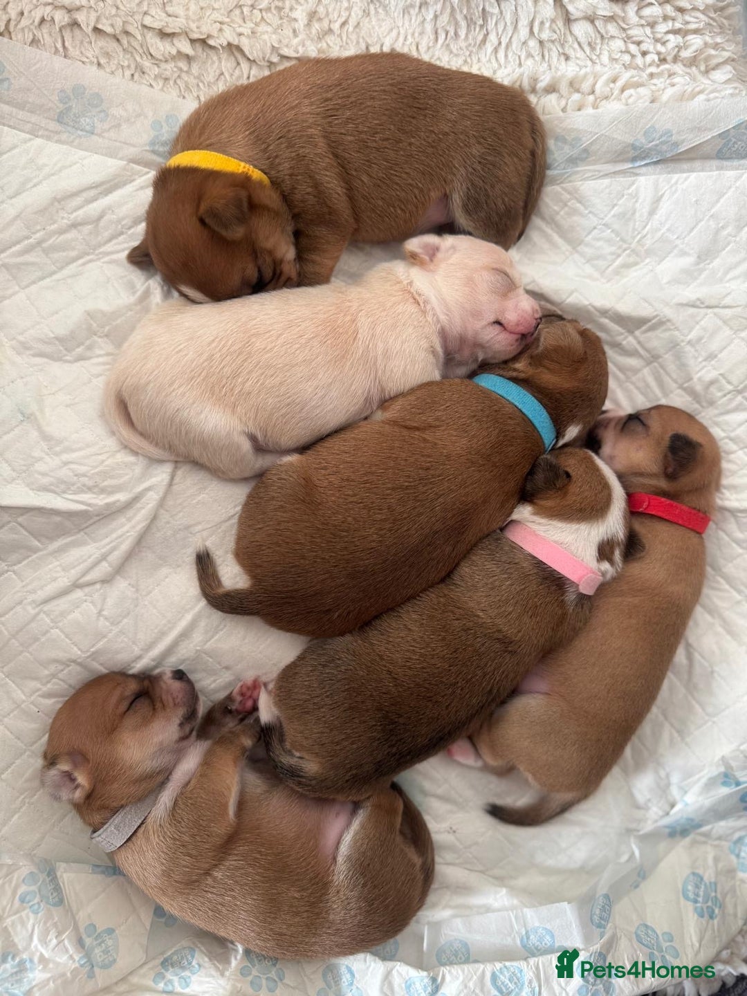 Chihuahua dogs for sale: 6 Gorgeous Chihuahua Puppies 🐶💙🩷🩷🩷🩷💙  - Image 6
