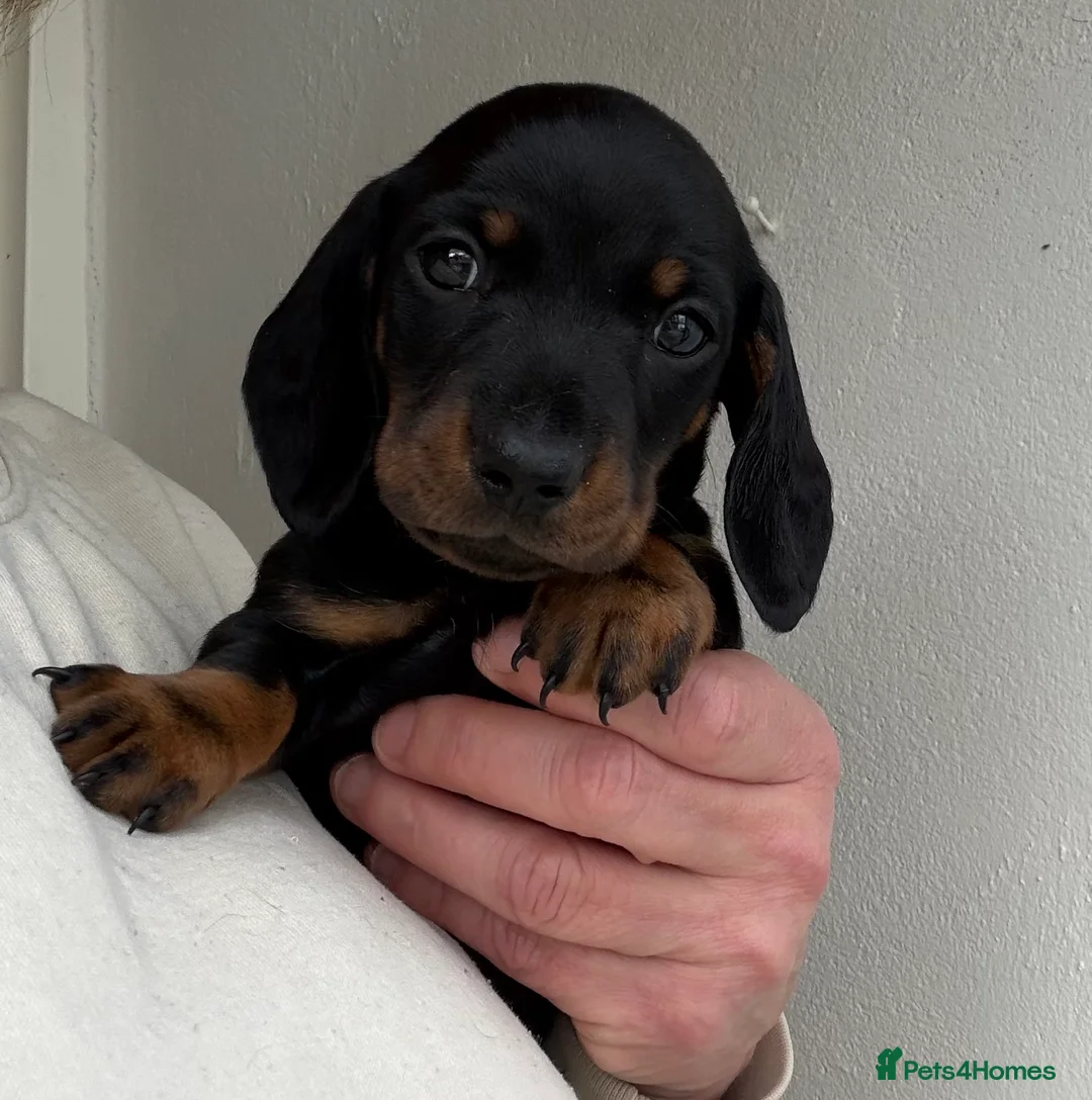 Miniature Dachshund dogs for sale: Meet Our Little Sausage Squad 🌭 - Advert 10