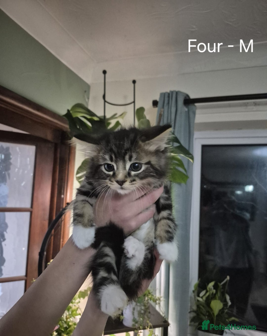 Mixed Breed cats for sale: Beautiful fluffy kittens - Image 5