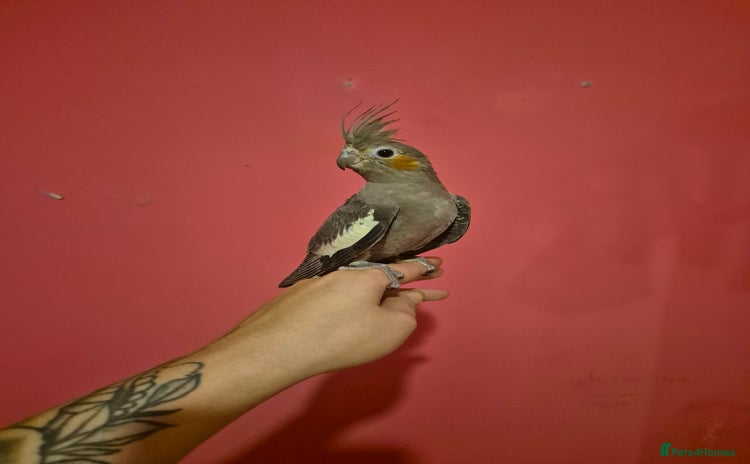 Cockatiels birds - Advert 1