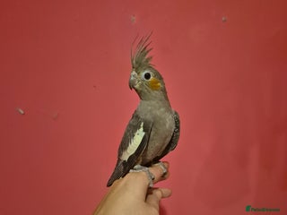 Cockatiels birds - Advert 9