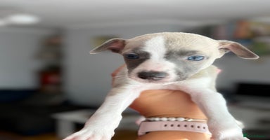 Whippet dogs - Advert 1