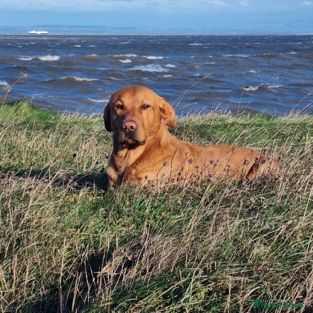 Labrador Retriever dogs for stud: KC REGISTERED FOX RED LABRADOR FOR STUD - Advert 7