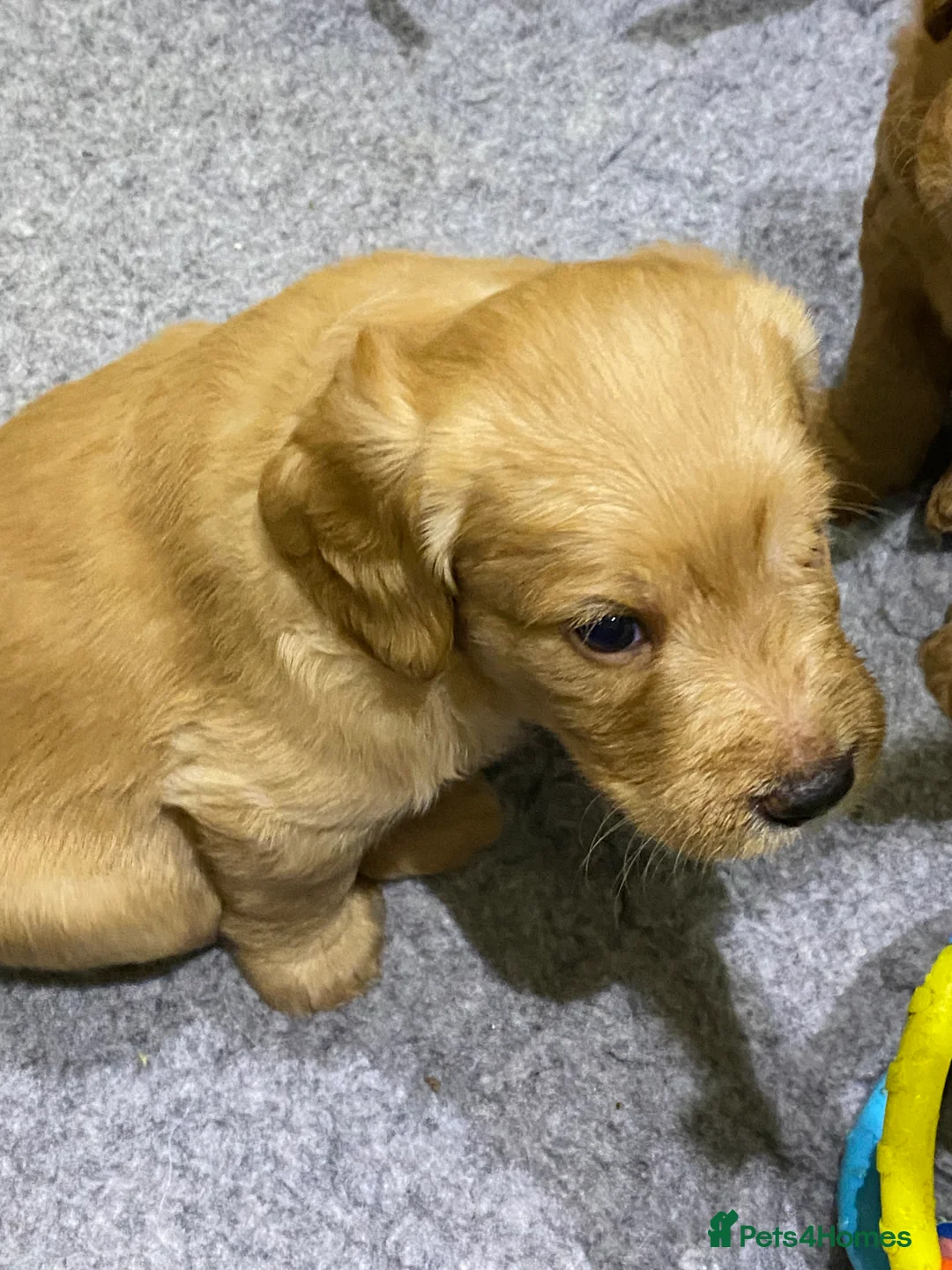 Labradoodle dogs for sale: F1 Red Miniature Labradoodles  - Advert 21