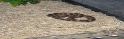 Corn Snake reptiles for sale: Okeetee Corn snake - Advert 3