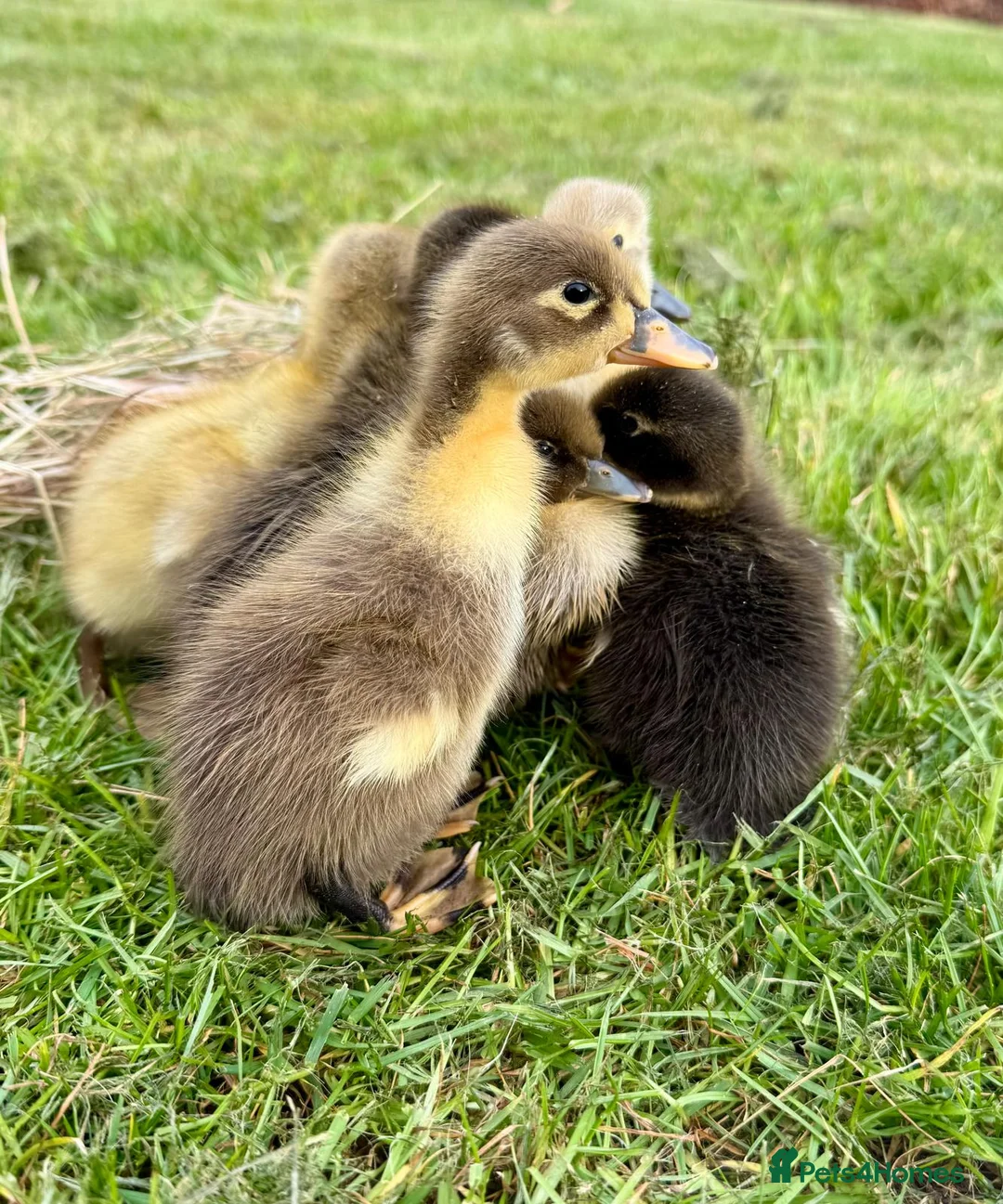 Ducks poultry for sale: Indian runner ducklings - Advert 2