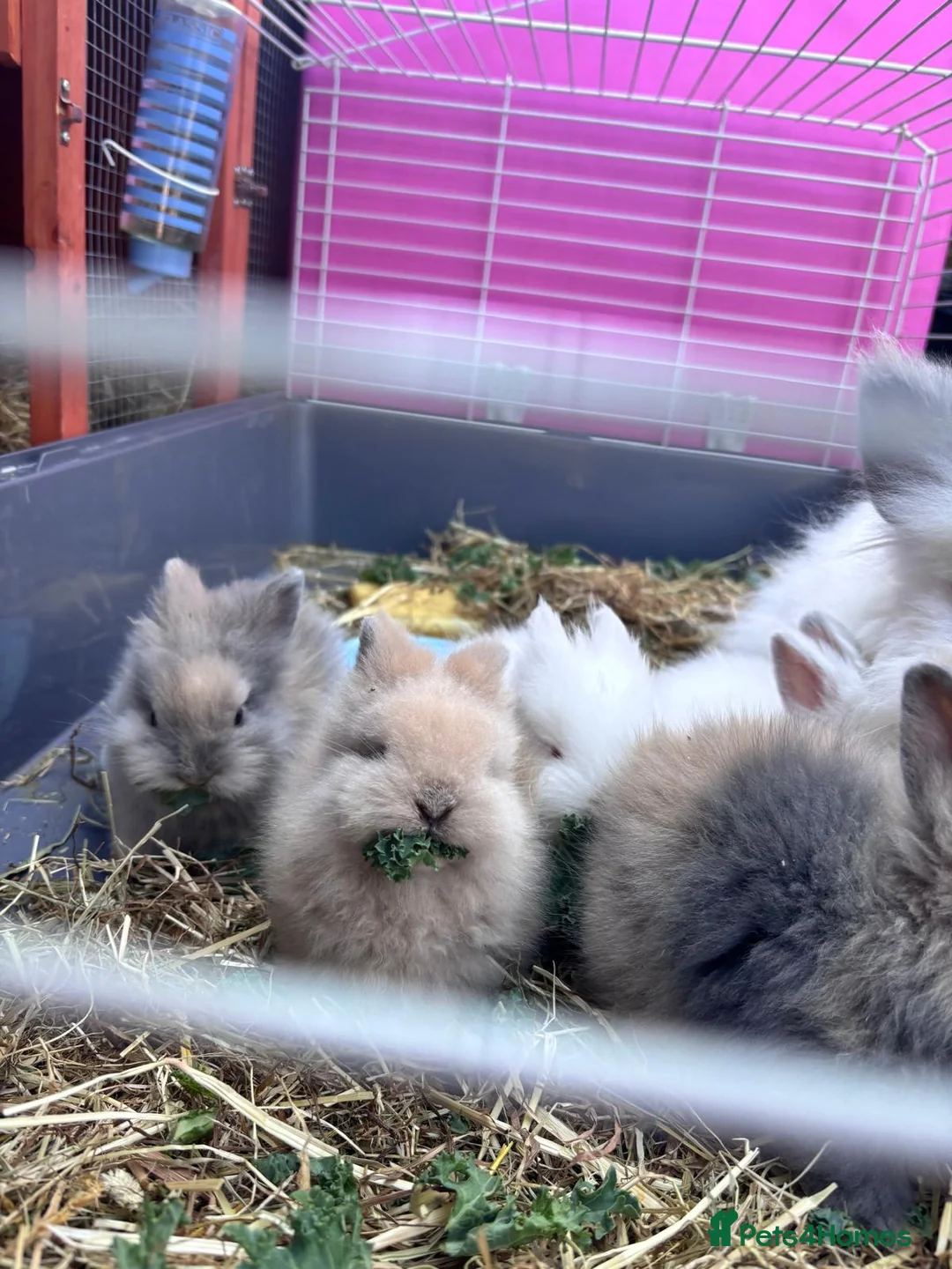 Mixed Breed rabbits for sale: Double Manned Lionhead Dwarf Rabbits  - Advert 1