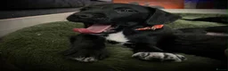 Patterjack dogs for sale: 2 stunning black patterjack girls  in Wallsend - Advert 4