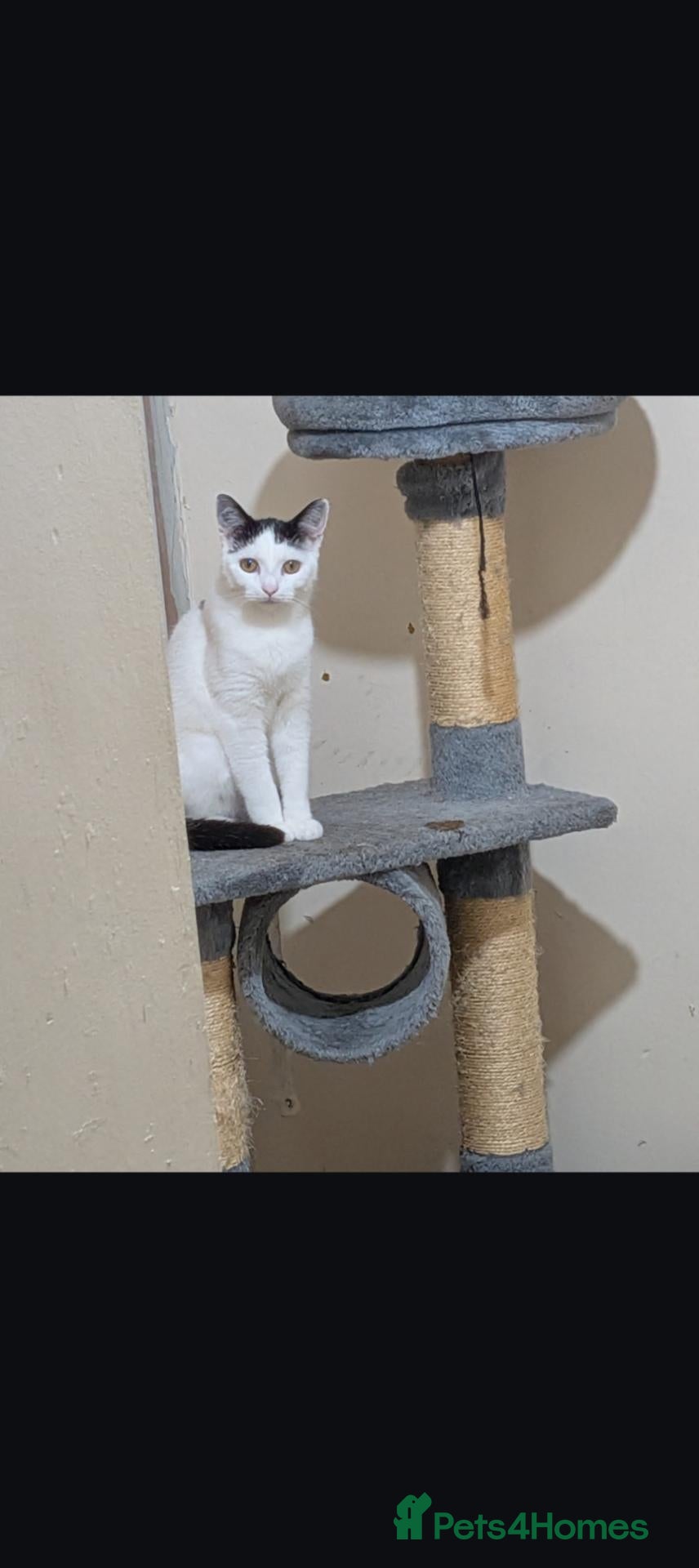 Mixed Breed cats Girl kitten  - Advert 6