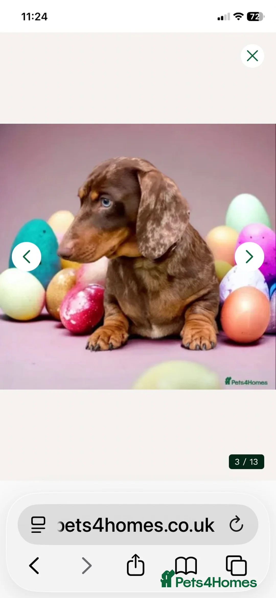 Miniature Dachshund dogs for sale: Stunning KC registered miniature dachshunds - Advert 2