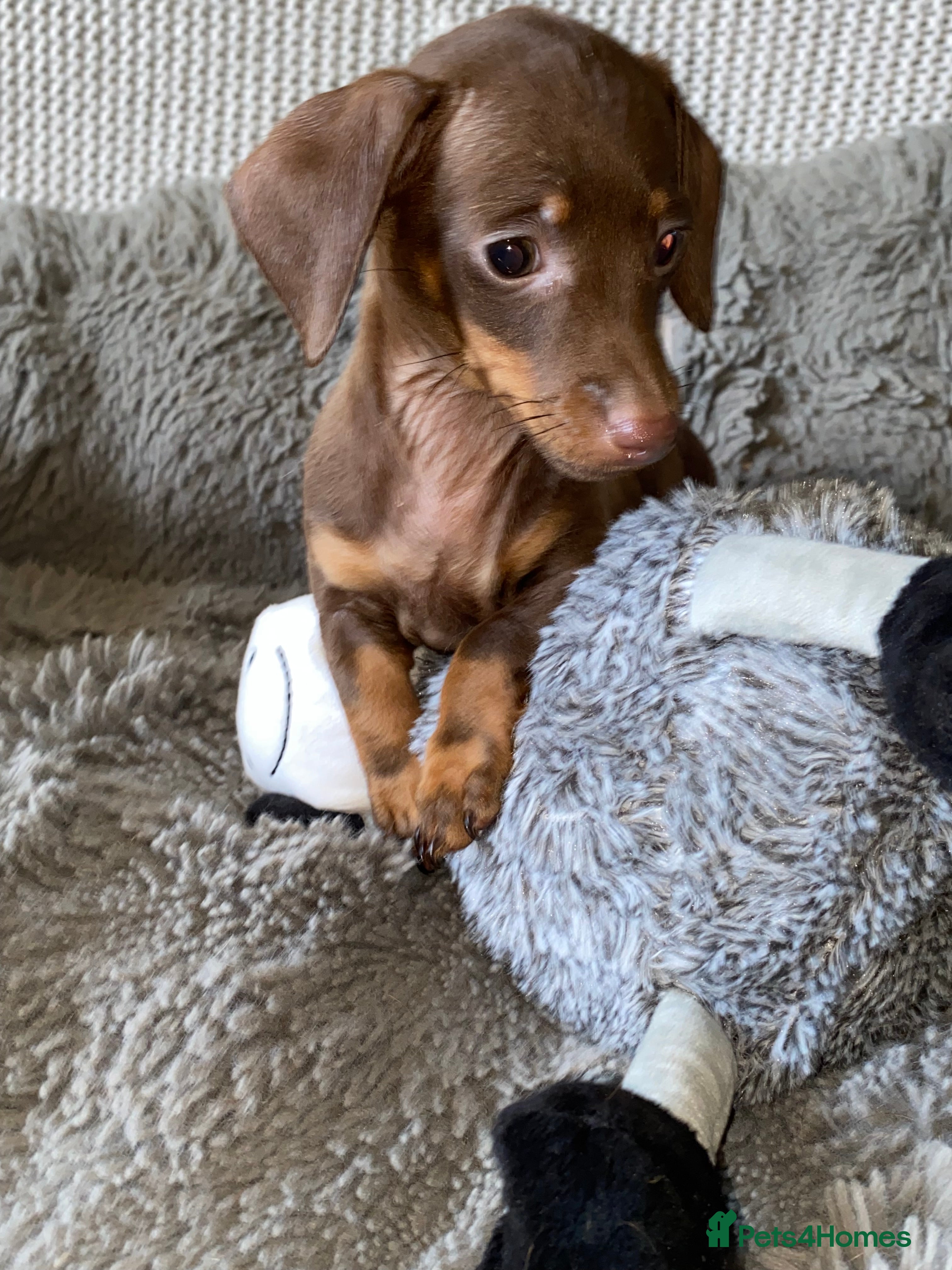 Miniature Dachshund dogs KC Dacshunds Ready for CHRISTMAS! - Advert 1