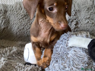 Miniature Dachshund dogs KC Dacshunds Ready for CHRISTMAS! - Advert 7