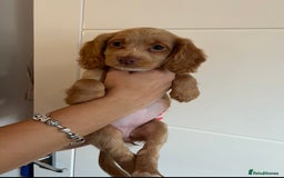 Cocker Spaniel dogs for sale: 2 female purebred cocker spaniels - Image 3