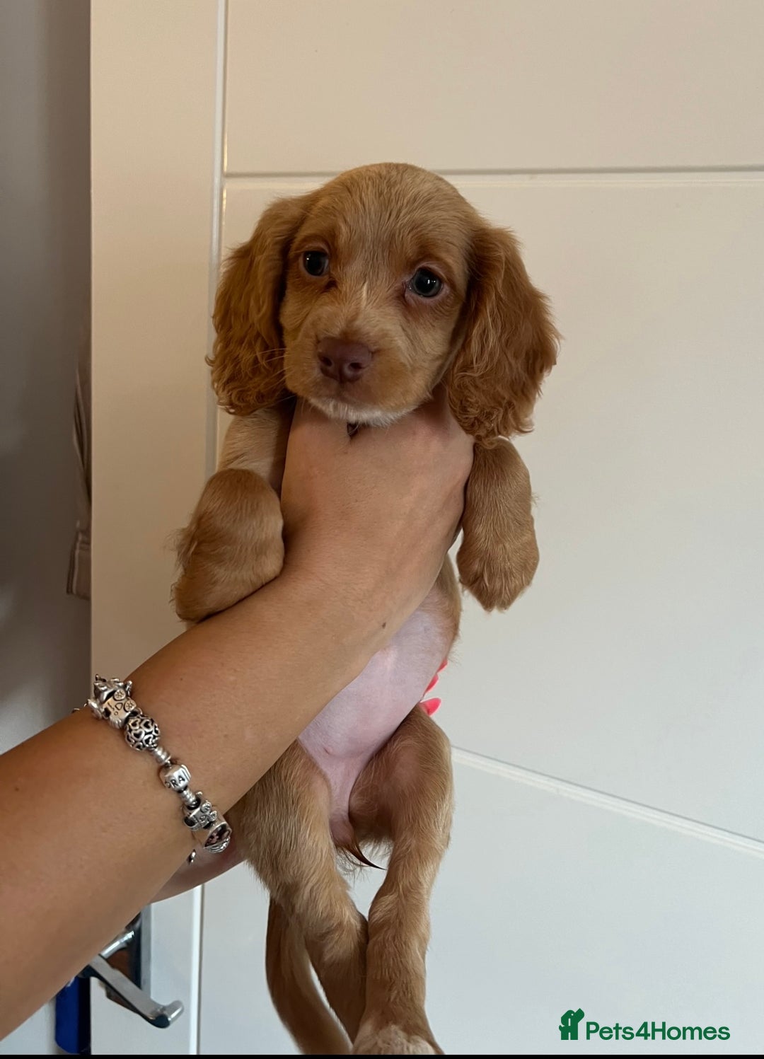 Cocker Spaniel dogs for sale: 2 female purebred cocker spaniels - Image 3