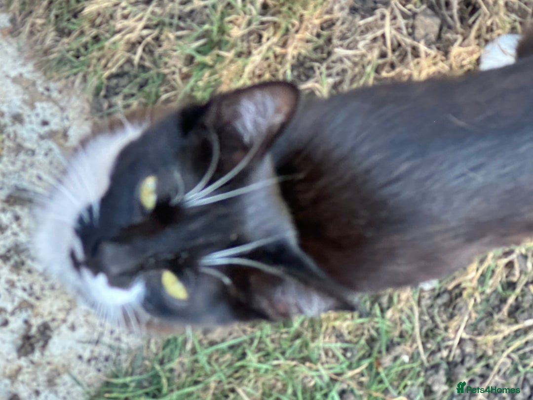 Mixed Breed cats for sale: Two cats, brother and sister. - Image 2