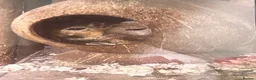 Gerbil rodents for sale: 2 friendly male gerbils - Advert 7
