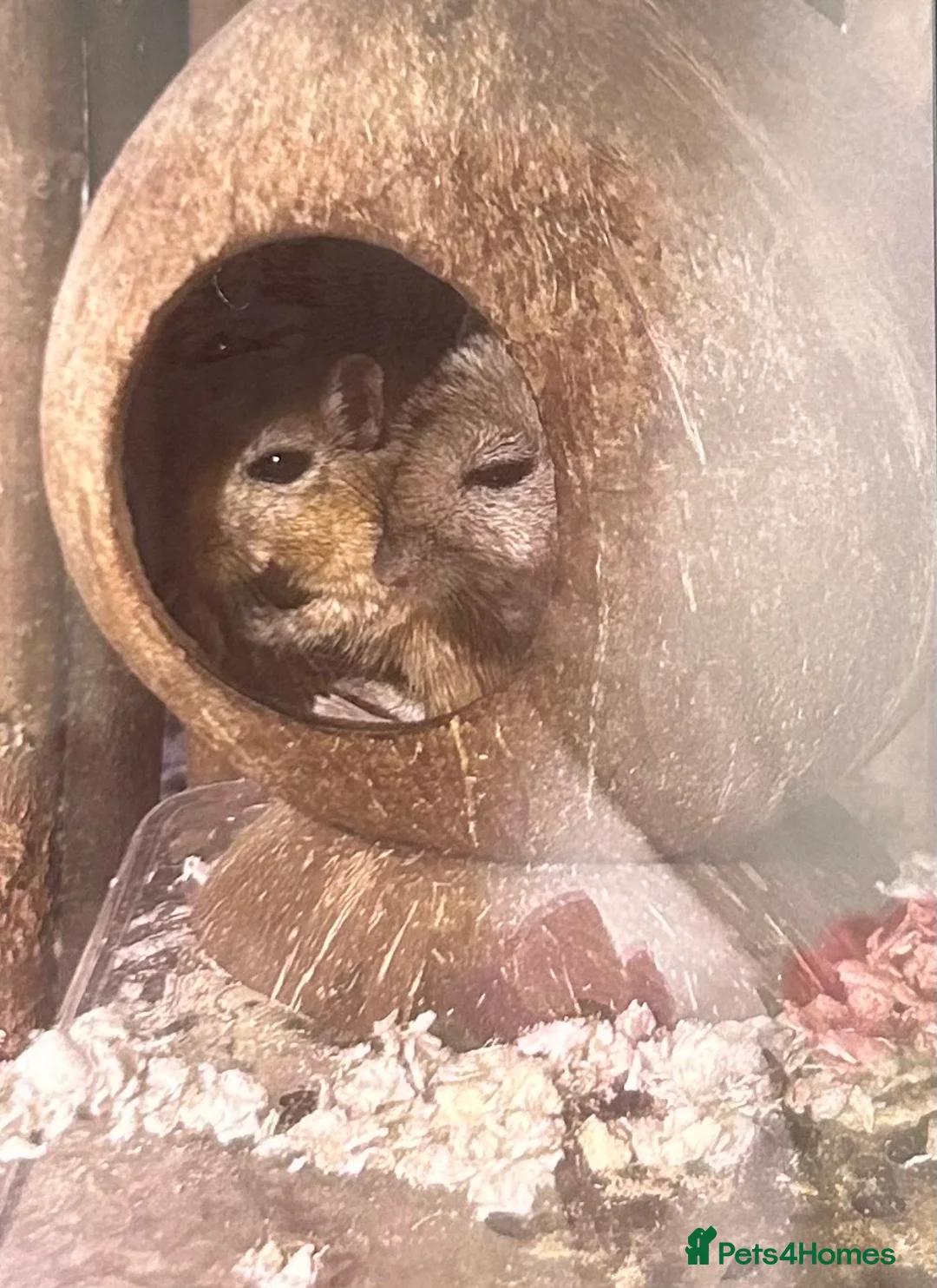 Gerbil rodents for sale: 2 friendly male gerbils - Advert 7