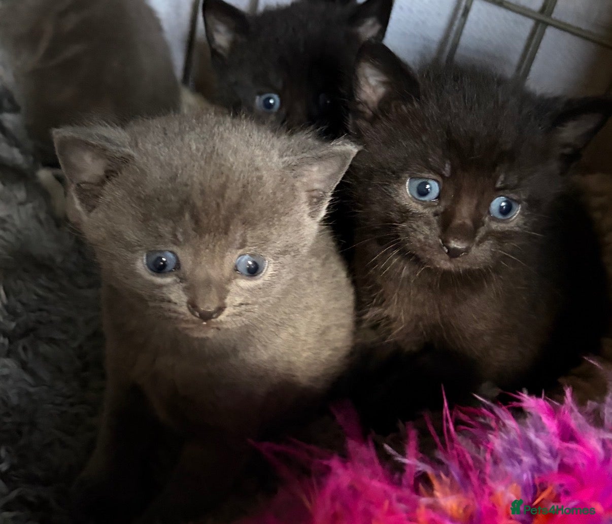 Mixed Breed cats for sale: Beautiful Kittens - Advert 13