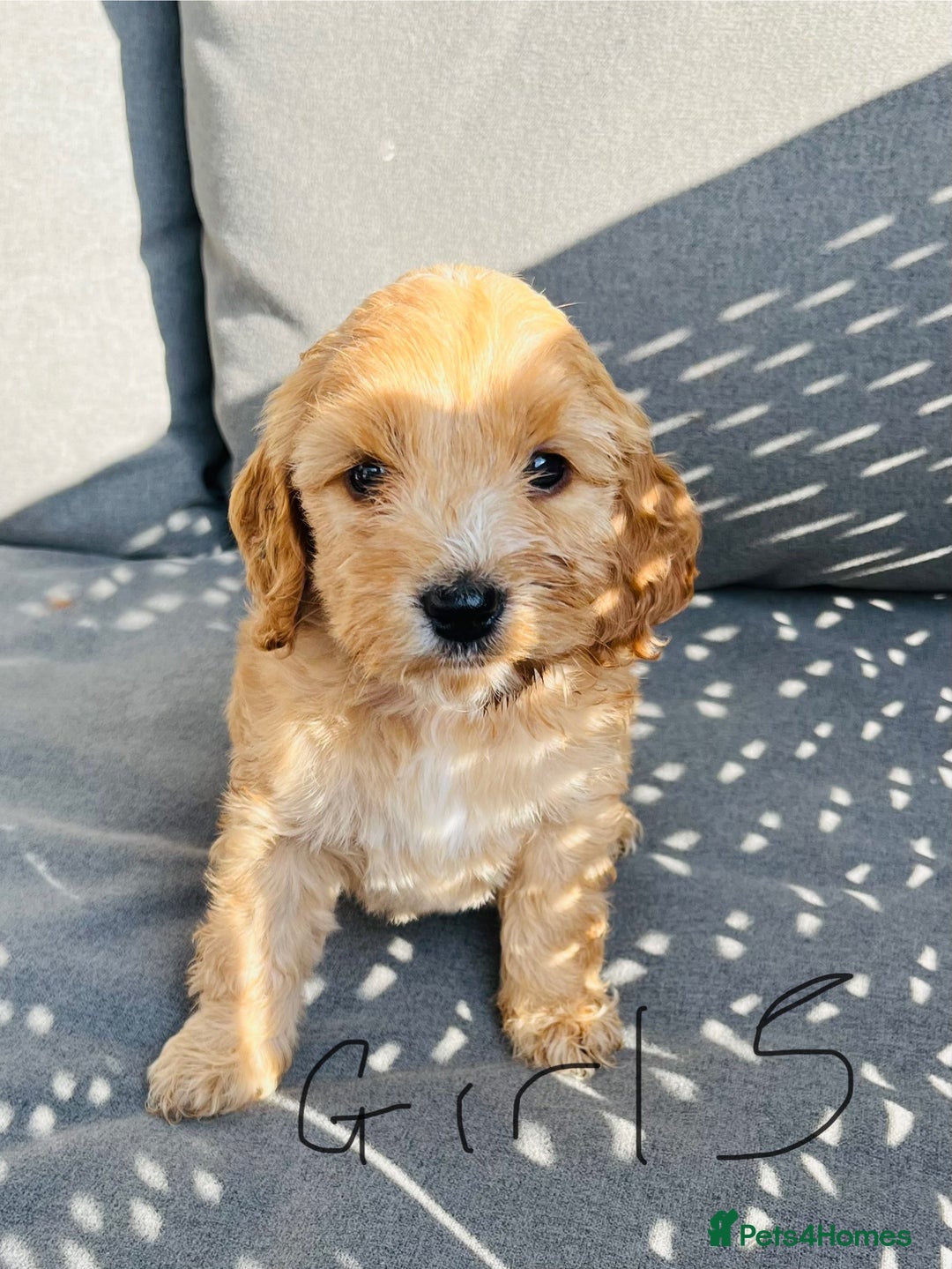 Cockapoo dogs for sale: F1 show Cockspoos (PRA Clear - Image 6