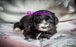 Sheepadoodle dogs for sale: Sheepadoodle Puppy 6 - *READY SOON* F1 health tested sheepadoodles  - Image 1