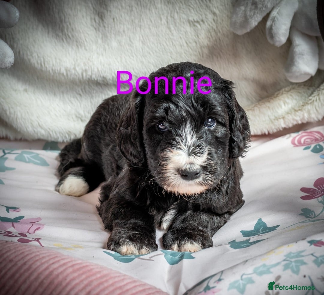 Sheepadoodle dogs for sale: Sheepadoodle Puppy 6 - *READY SOON* F1 health tested sheepadoodles  - Image 1
