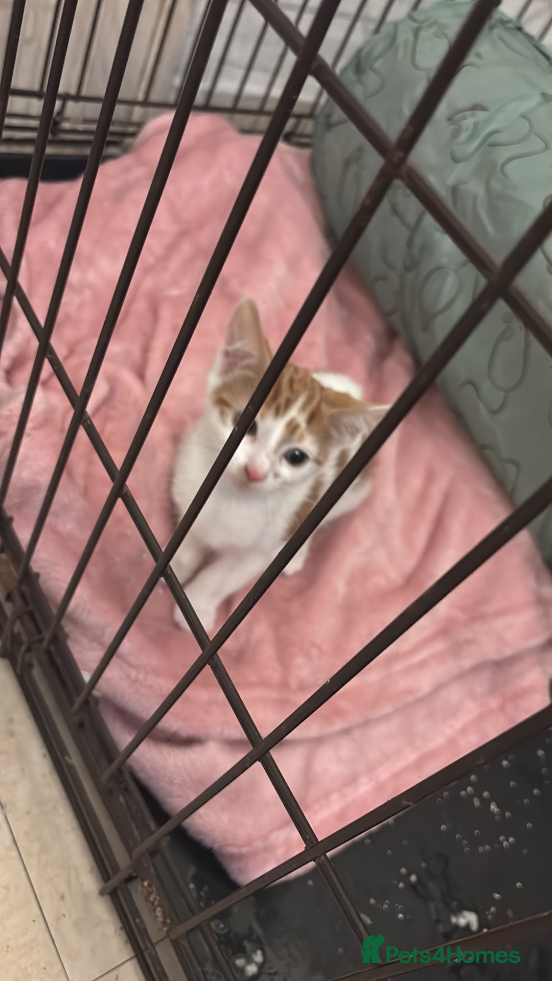 Domestic Shorthair cats for sale: Girl kitten  - Image 6