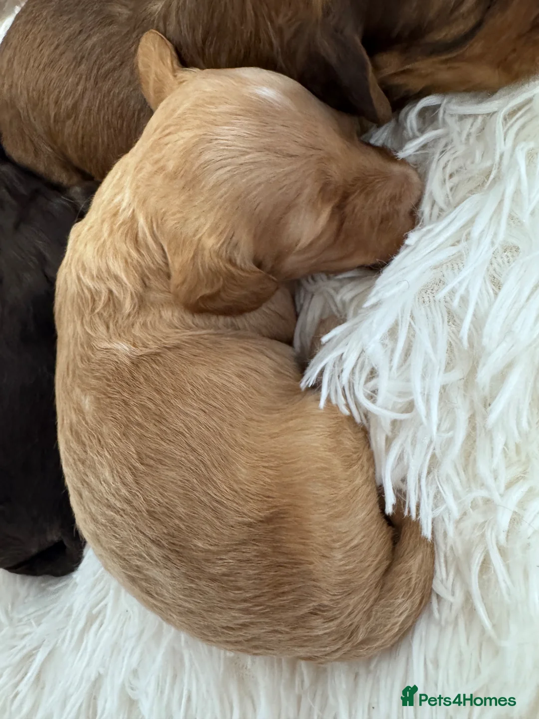 Doxiepoo dogs for sale: Daxipoo’s miniature Dachshund x toy poodle - Advert 11