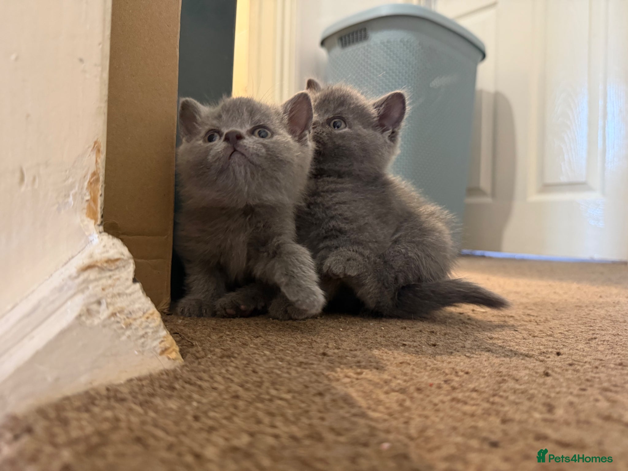 British Shorthair cats Kitens will be ready for 17 June  - Advert 2