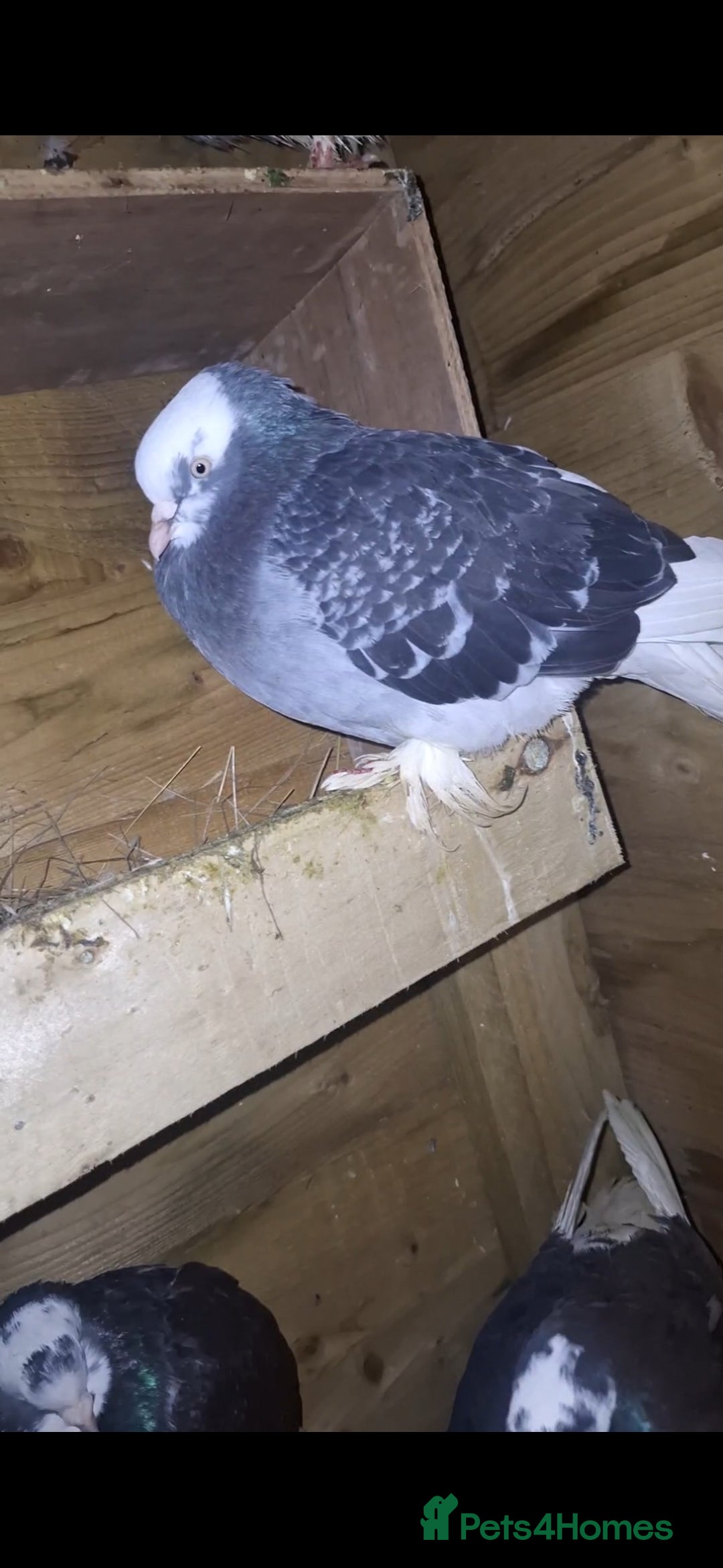 Pigeons birds for sale: 2x pair of west of england tumblers - Image 4