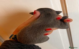 Whippet dogs for sale: Lovely petite Whippets - Image 23