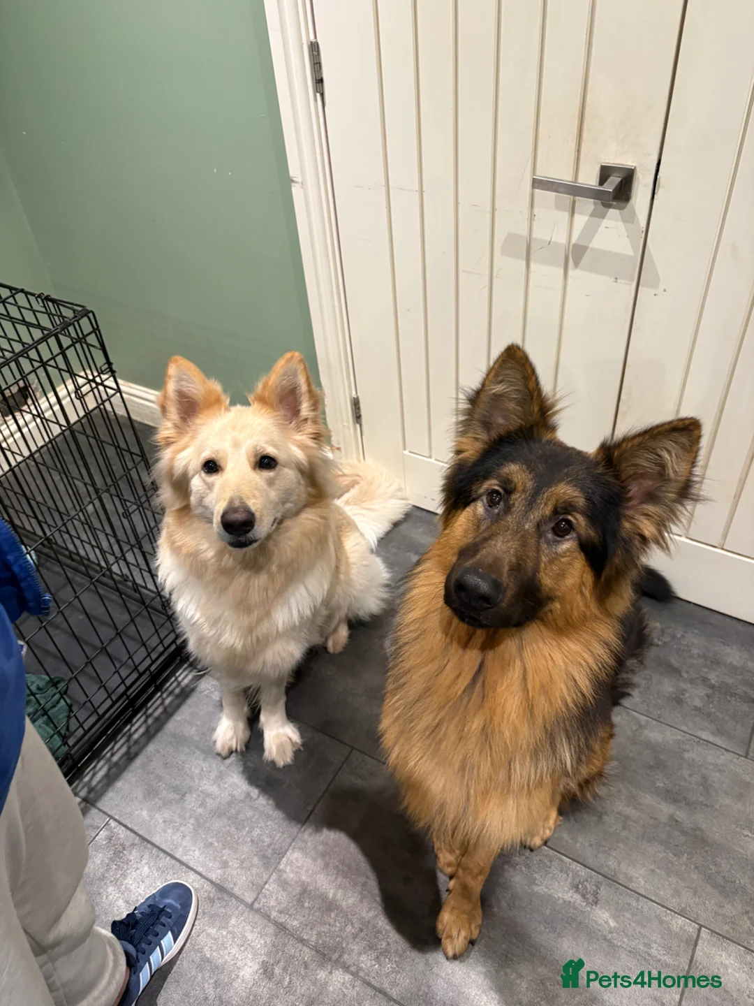 German Shepherd dogs for sale: Beautiful white German Shepherd 1st litter in Tamworth - Advert 1