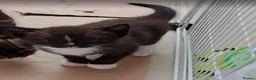 Mixed Breed cats for sale: Mr tuxedo  - Advert 2