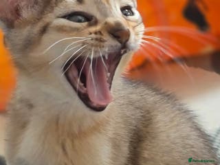 Abyssinian cats Rare colour beautiful Aby boys - Advert 2
