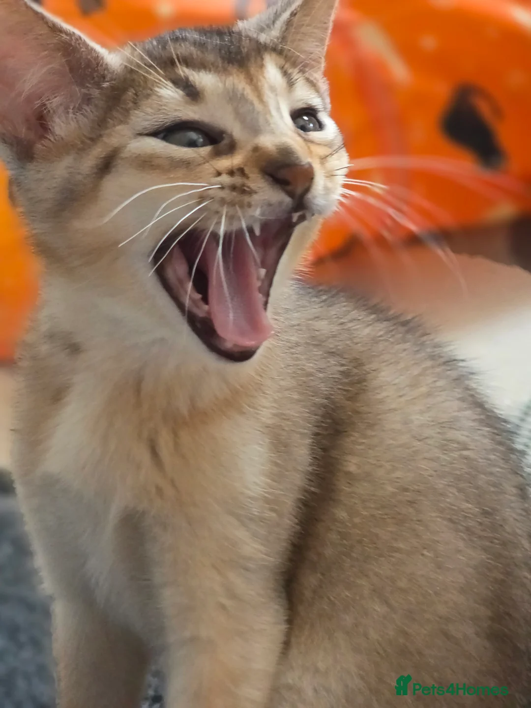 Abyssinian cats for sale: Rare colour beautiful Aby boys - Advert 7