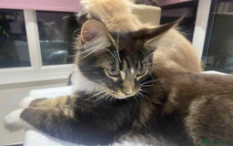 Maine Coon cats for sale: Xl mainecoon kittens  - Image 15