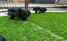 Cocker Spaniel dogs for sale: Working Cocker Spaniel Puppies  - Advert 13