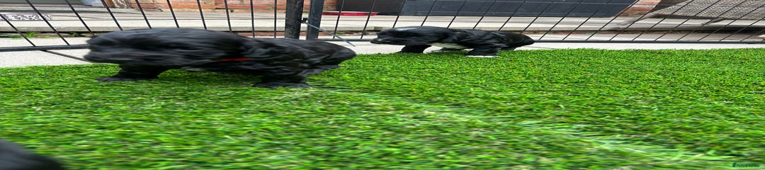 Cocker Spaniel Puppy 4