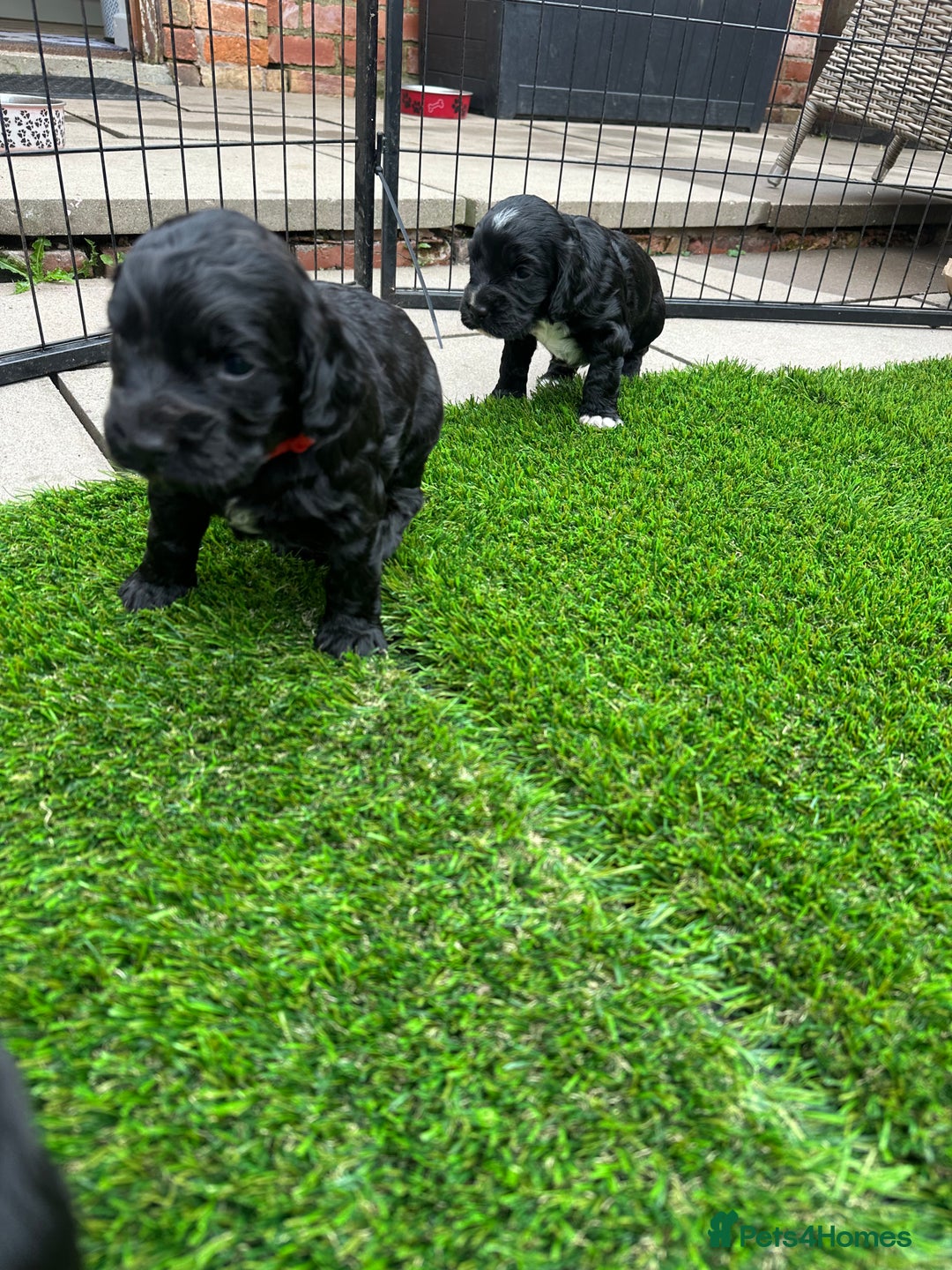 Cocker Spaniel dogs for sale: Working Cocker Spaniel Puppies  - Advert 13