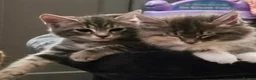 British Longhair cats for sale: One British long haired and one short haired.  - Advert 12
