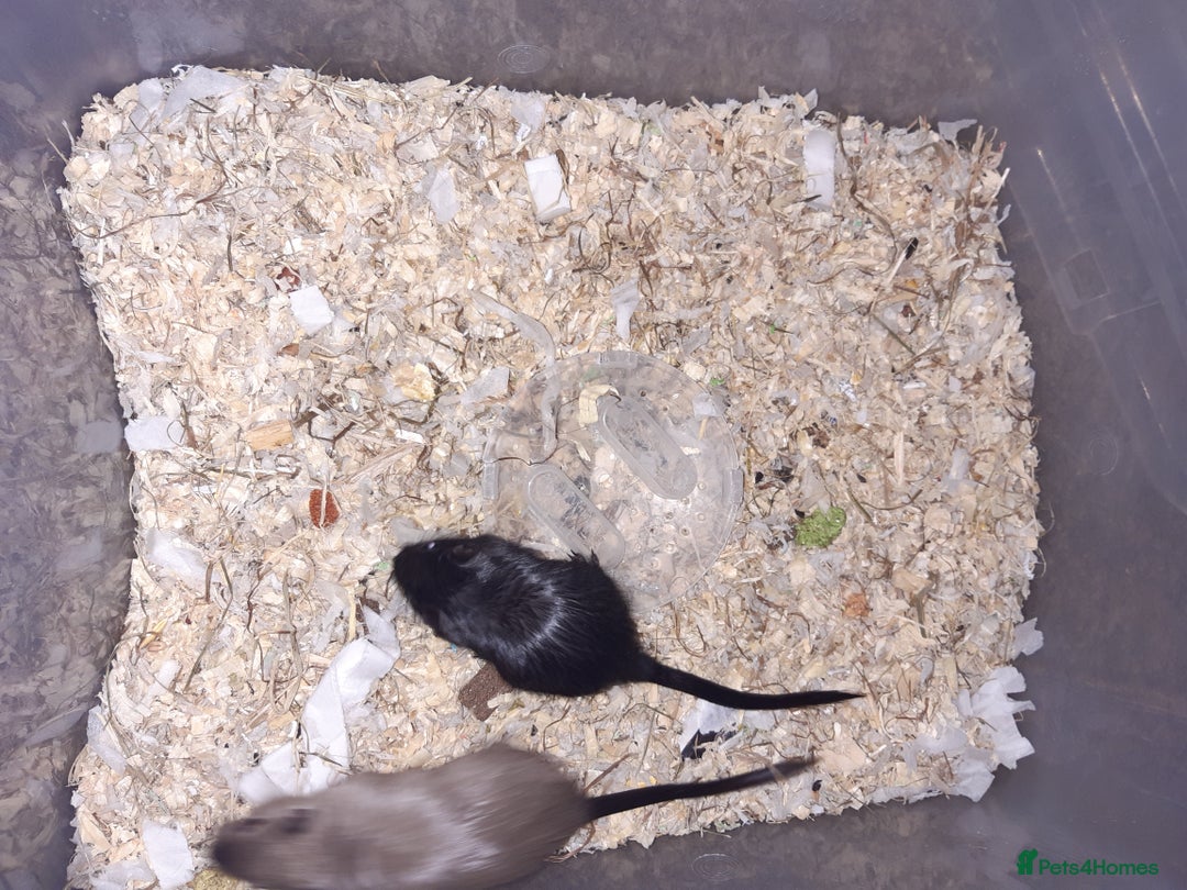 Gerbil rodents for sale: Super friendly gerbils from hobby breeder  - Advert 40