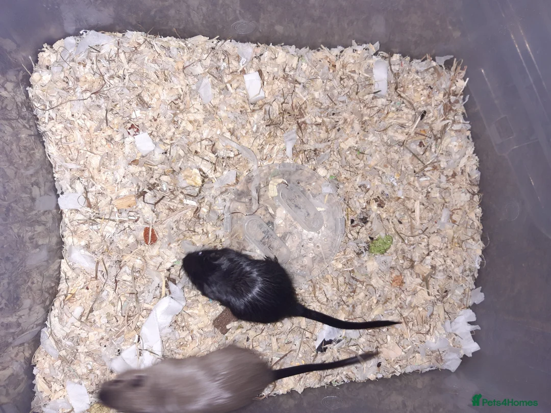 Gerbil rodents for sale: Super friendly gerbils from hobby breeder  - Advert 40