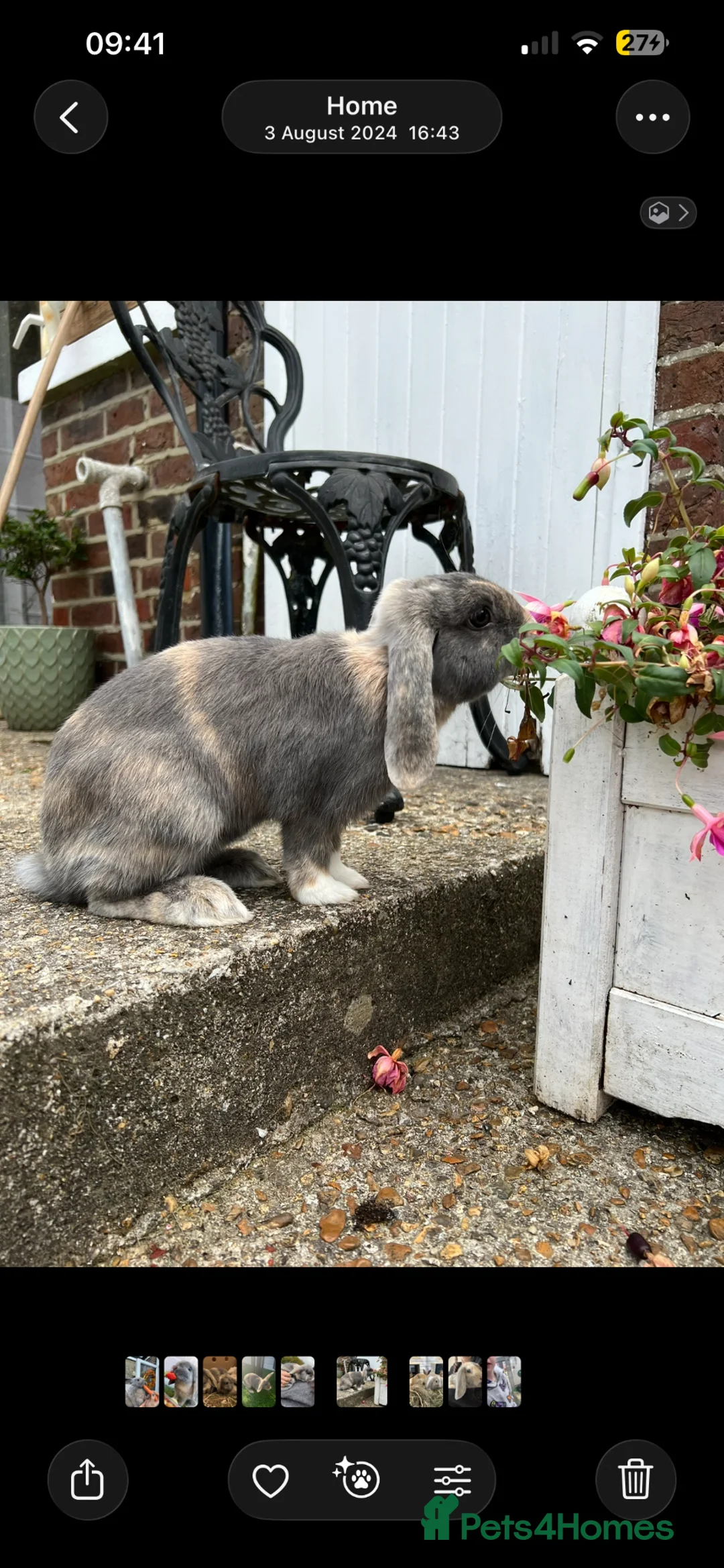Mixed Breed rabbits for sale: Two bunnies  - Advert 1