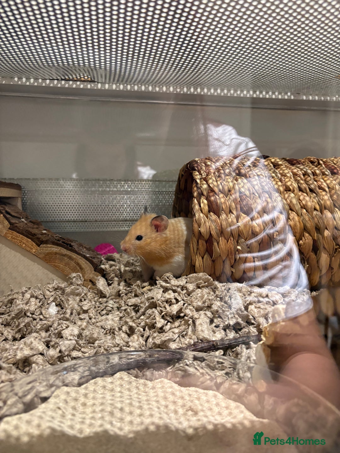 Hamster rodents for sale: George the Syrian Hamster (includes cage etc…) - Image 4
