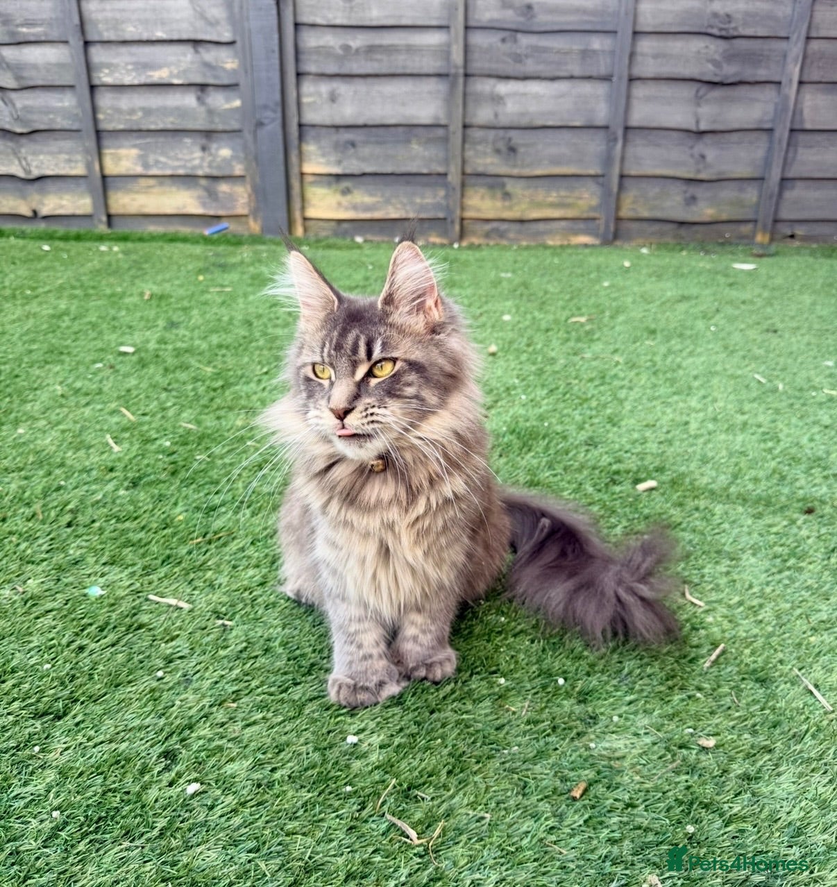 Maine Coon cats Stunning Polydactyl Maine Coon Female – Suede - Advert 1