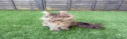 Maine Coon cats for sale: Stunning Polydactyl Maine Coon Female – Suede in London - Advert 1