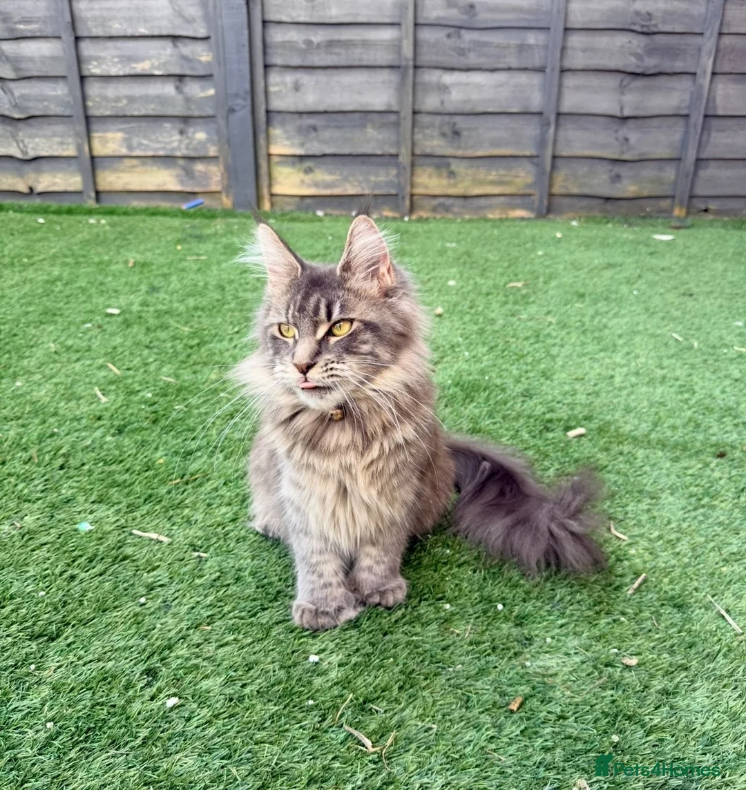 Maine Coon cats for sale: Stunning Polydactyl Maine Coon Female – Suede in London - Advert 1