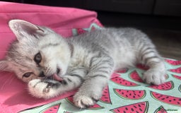 British Shorthair cats for sale: 💎Rare Silver & Spotted BSH Kittens ns 12 & n 24🐾 - Image 13